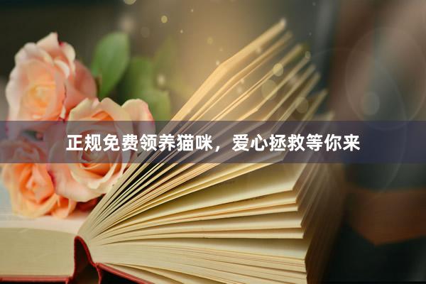 正规免费领养猫咪，爱心拯救等你来